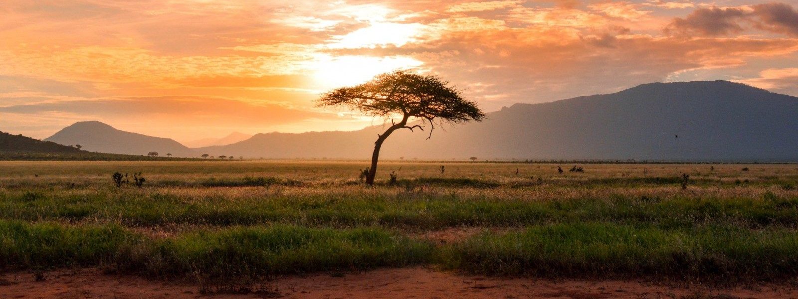 tree between green land during golden hour